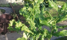 Citrinos Infestados com Psila Africana